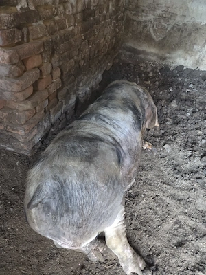 vand porc 300kg - imagine 2