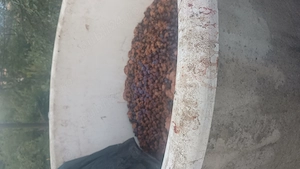 Prune pentru pălincă 
