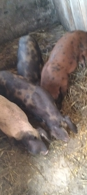 Șoldani de 3 luni jumate ,4 mascuri castrați  - imagine 2