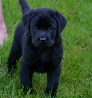 Labrador retriever 