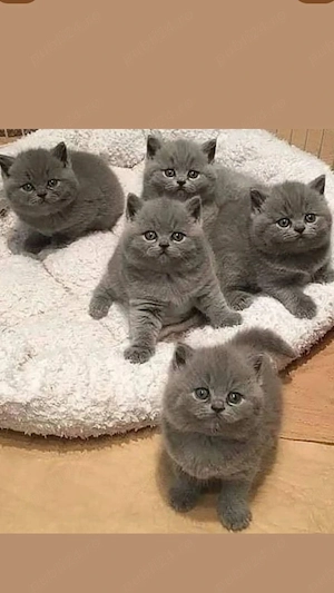 Fetita si baietel british shorthair - imagine 3