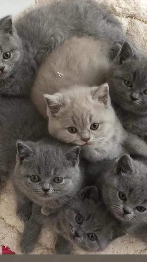 Fetita si baietel british shorthair - imagine 2