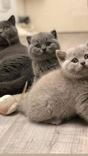 Fetita si baietel british shorthair