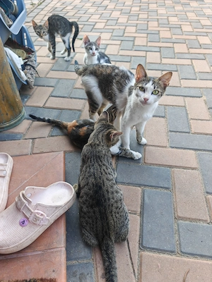 Adoptie pisicuțe frumoase - imagine 5