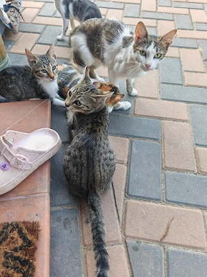 Adoptie pisicuțe frumoase - imagine 3