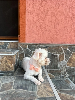Bichon mini toy  - imagine 2