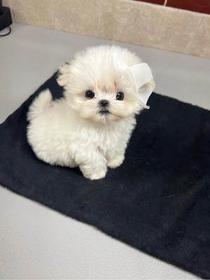 Bichon Maltez Mini Toy - imagine 4