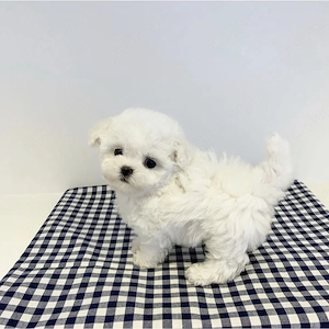 Bichon Maltez Mini Toy - imagine 3