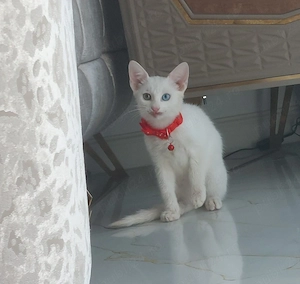 Motan angora