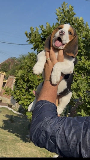 Un Beagle Minunat - imagine 3