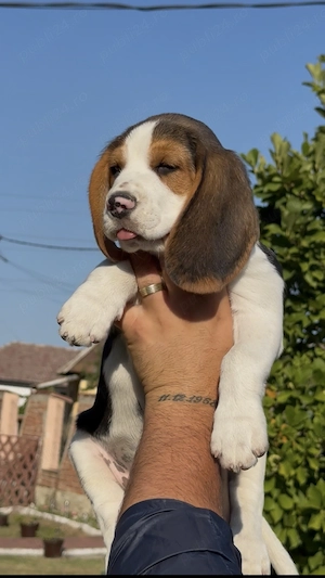 Un Beagle Minunat - imagine 2