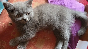 British Blue 9 săptămâni  - imagine 2