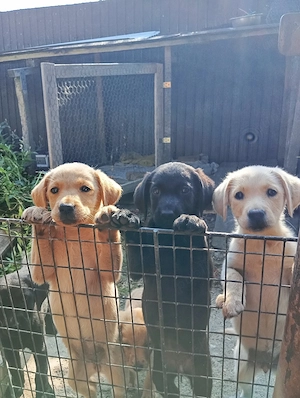 Puiuți de Labrador 