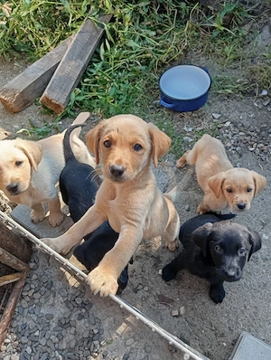 Puiuți de Labrador  - imagine 4