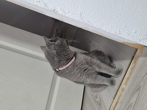 Pisic Scottish Fold si pisica Scottish Straight au aproape 1 an  - imagine 5