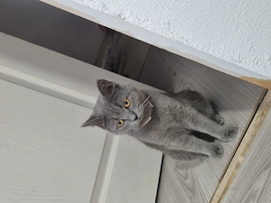Pisic Scottish Fold si pisica Scottish Straight au aproape 1 an  - imagine 4