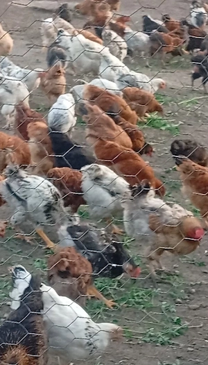 Pui de casă 
