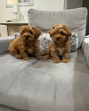 maltipoo jucausi