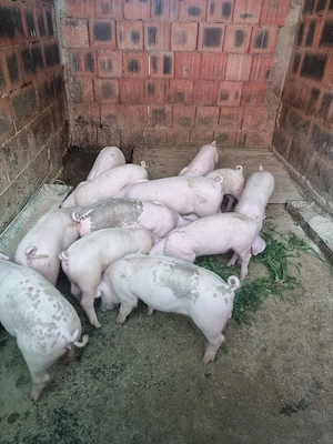 disponibili 9 din 12 si schimb cu lemn de foc,si cereale - imagine 4