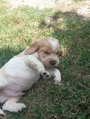 Vând coker spaniel foarte jucăuși și frumoși!  - imagine 4