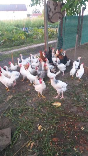 cocosi Leghorn Sussex de casa - imagine 2