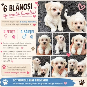 bichon maltez