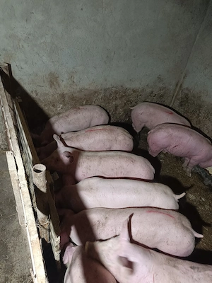 de vanzare porci