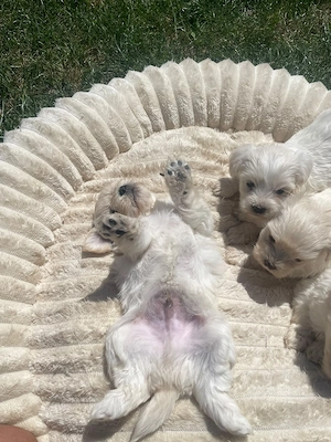 Bichon maltez 7 săptămâni  - imagine 2