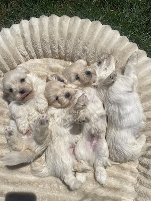Bichon maltez 7 săptămâni 