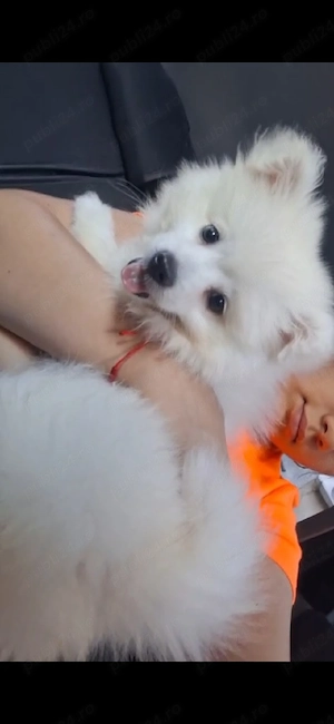 Pomeranian mini toy alb - imagine 3