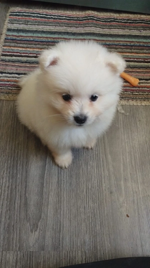 Pomeranian mini toy alb - imagine 5