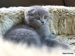 scottish fold blue rasa pura  - imagine 5