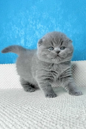 scottish fold blue rasa pura  - imagine 3
