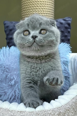 scottish fold blue rasa pura  - imagine 4