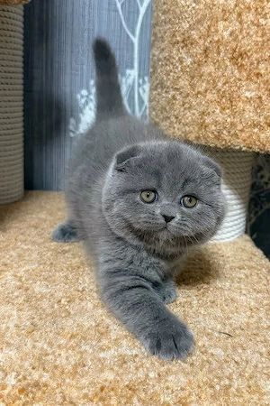 scottish fold blue rasa pura 