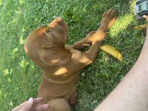 Pui Vizsla Maghiara, caine de vanatoare (vijla, vizla, viszla, visla) - imagine 3