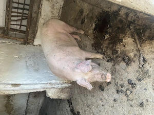 Porc de vânzare 