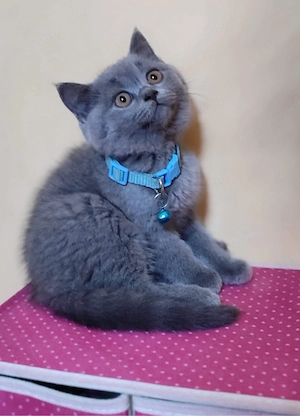 british shorthair puiuti - imagine 3
