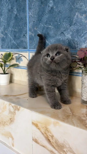 Scottish fold si British shorthair - imagine 2