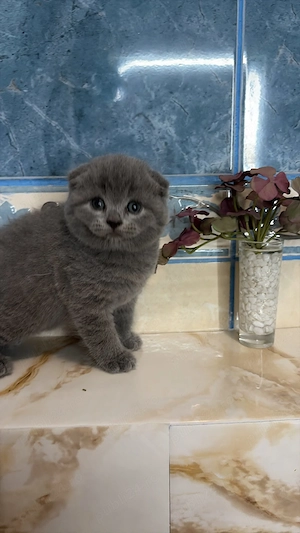 Scottish fold si British shorthair - imagine 3