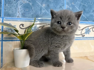 Scottish fold si British shorthair - imagine 4