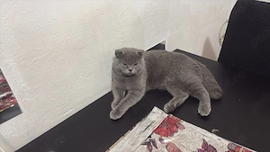 Scottish fold si British shorthair - imagine 5