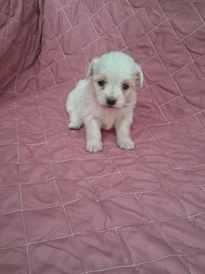 bichon cateluși superbi - imagine 2