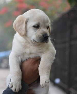 Labrador retriever 