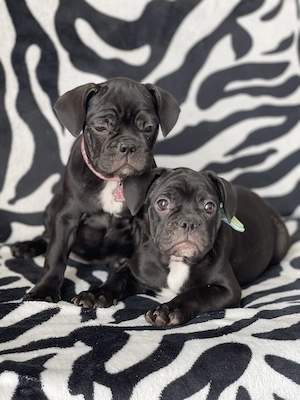 Pui Bulldog Francez deosebiti - imagine 3