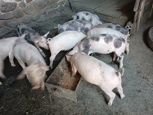 Purcei cu varsta de 8 săptămâni 