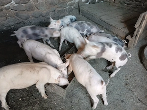 Purcei cu varsta de 8 săptămâni  - imagine 2