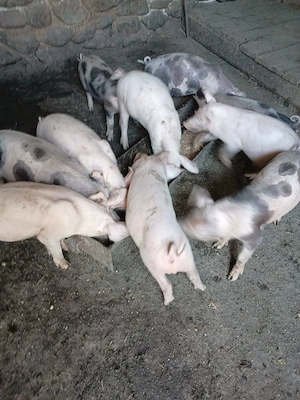 Purcei cu varsta de 8 săptămâni  - imagine 3