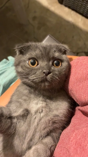 Motanel British x Scottish Fold - imagine 3