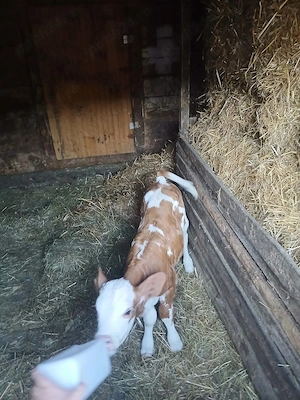 Vind juninca  baltata romaneasca  8- 9 litri cu vitea de 10 zile  sat  Galsa. 450 k   - imagine 2